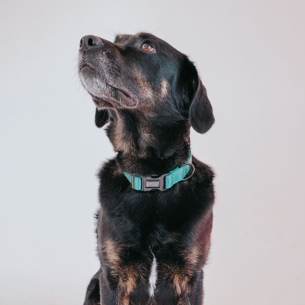 ハッフルパフ ドッグ カラー Sassy Woofコラボレーション