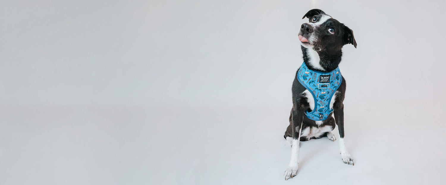 Harry Potter × Sassy Woof